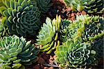 Green succulent plant in a rock garden