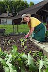 Photo of a grandmother planting vegetable seedlings into her garden.