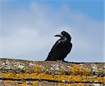 Rook on lichen-covered roof apex, against blue sky with cloud