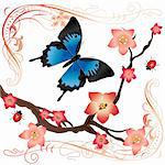 Vector of summer card with butterfly (papilio ulysses), sakura branch and ladybugs
