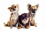 portrait of a cute purebred  chihuahuas in front of white background