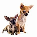 portrait of a cute purebred  puppies chihuahuas in front of white background