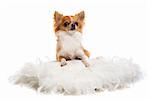 portrait of a cute purebred  chihuahua in front of white background