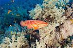 Coral grouper swimming on a tropical coral reef