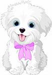 Cute white lap-dog puppy posing with pink ribbon