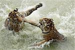 Fighting tigers in a water