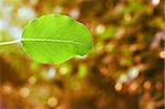 Green leaf on a red background.