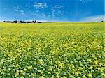 The beautiful rape field, farm and clear blue sky, agriculture theme