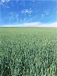 The beautiful vertical immature wheat field and clear blue sky, agriculture theme