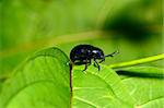 beautiful insect standing on green leaf in tropical area