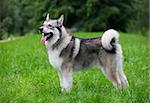 Young Alaskan Malamute on a walk in a park