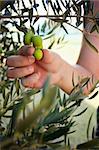 Farmer is harvesting and picking olives on olive farm