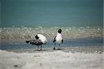 A pair of Laughing Gulls in breeding plumage walk along a sandy Florida beach.