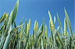 detail of organic green grains against blue sky in summer time