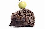 hedgehog with apple