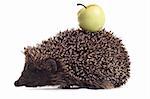 hedgehog with apple