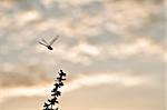 silhouette dragonfly in garden or in green nature