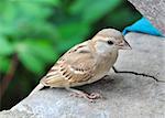 Closeup of a small sparrow resting