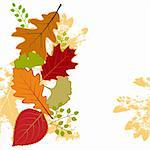 Abstract colorful autumn leaf on white background greeting card