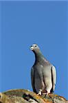 purebreed pigeon standing on top of the roof