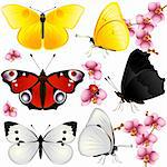 Collection of butterflies with open wings and from one side