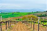 Hill of Tuscany with Vineyard in the Chianti Region