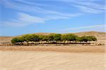 A beautiful oasis in a desert and blue sky with clouds.