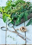 Fresh herbs and old scissors on a blue  board.