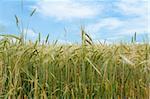 organic green grains field in summer time with blue sky