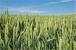 detail of organic green grains in summer time