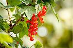 red currants with shallow focus in sunny day