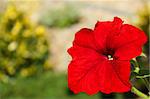 Red flower Petunia Surfinia Vein in garden