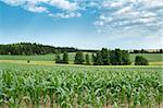 Beautiful summer rural landscape with green corn field and blue sky