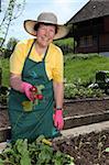 Photo of a retired woman pulling radishes from her vegetable garden.