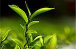 Green and fresh tea leaf from the Cameron Highland tea farm.