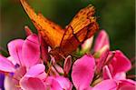 Closeup Butterfly On Flower.