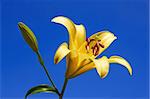 Yellow lily flower close-up on the blue background