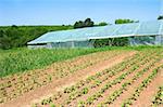 Infrastructure of rural farm. Agricultural plants are planted on a vegetable garden and in the film greenhouse