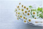 Camomile Flowers