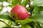 Une pomme rouge dans un arbre