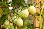 Tomates vertes sur la vigne