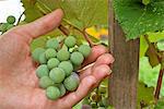 Main inspecter les raisins à la vigne