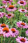 Echinacea (echinacea purpurea) in a garden