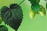 Hops shoots on a twig