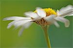 Une fleur de camomille (gros plan)