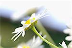 Camomile flowers (close-up)