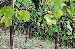 Pinot noir grapes on the vine