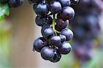 Pinot noir grapes