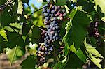 Raisins de Table organiques sur la vigne