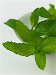 Fresh Mint